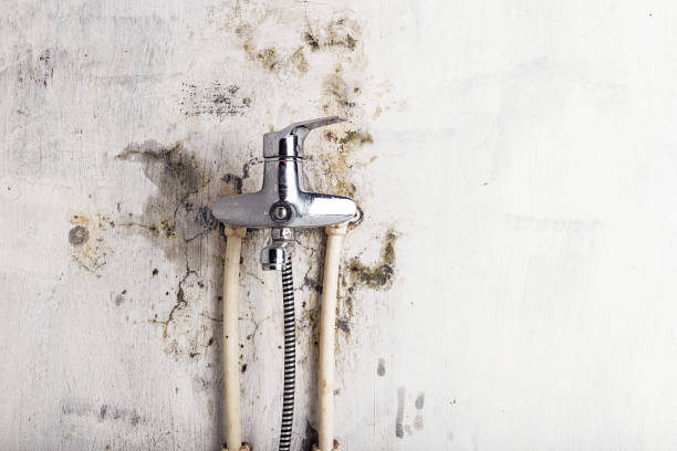 Wichita Falls, TX Mold Removal Company