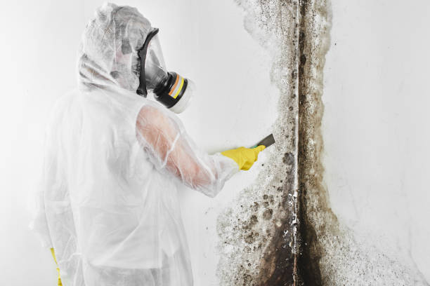 Certified Mold Removal in Wichita Falls, TX