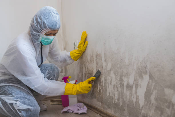 Best Toxic Mold Removal  in Wichita Falls, TX