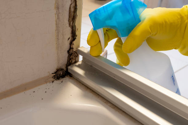 Professional Mold Removal in Wichita Falls, TX