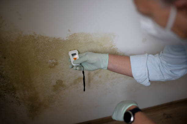 Best Affordable Mold Removal  in Wichita Falls, TX