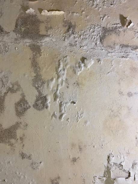 Best Mold Remediation  in Wichita Falls, TX