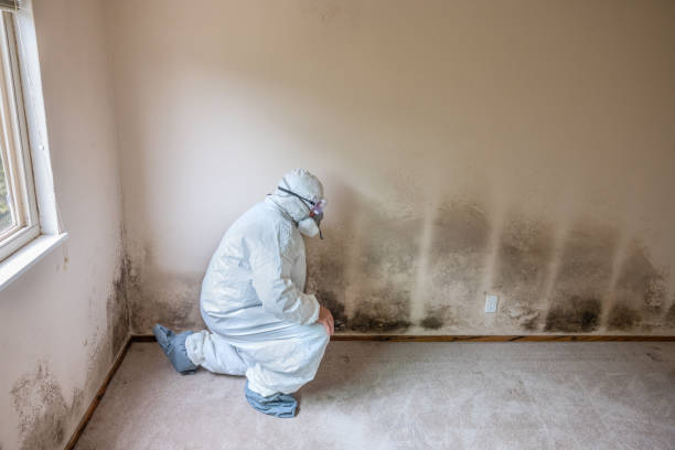 Best Fast Mold Removal  in Wichita Falls, TX