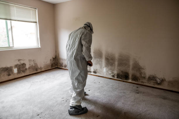 Best Office Mold Removal Services  in Wichita Falls, TX