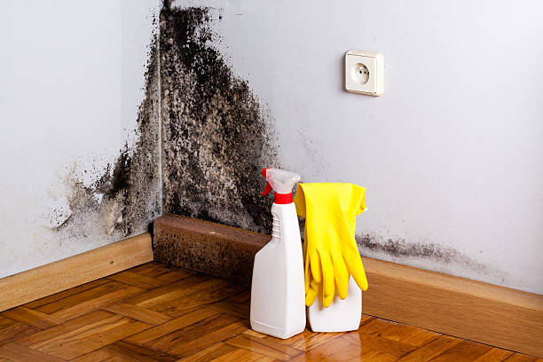 Best Fast Mold Removal  in Wichita Falls, TX