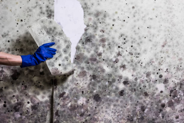 Best Local Mold Removal Service  in Wichita Falls, TX