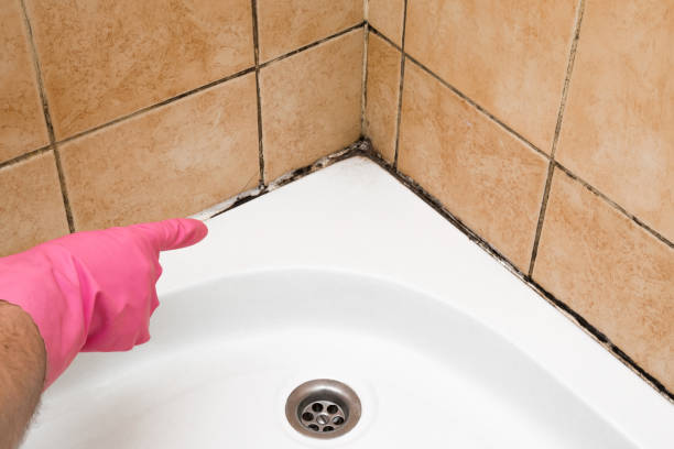 Best Commercial Mold Removal  in Wichita Falls, TX
