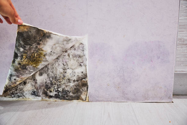 Certified Mold Removal in Wichita Falls, TX